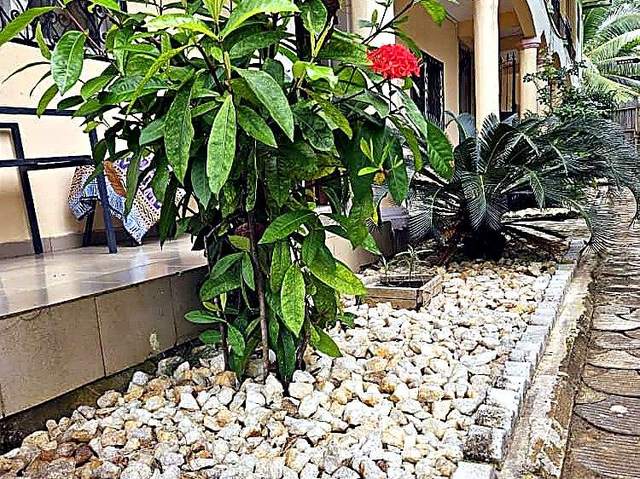 Jardin tropical